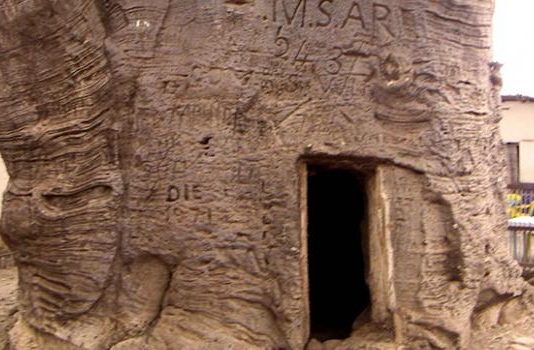 Kongo-central: Yves Bunkulu promet la réhabilitation des sites touristiques, dont le célèbre baobab de Henry Stanley