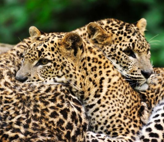 Tshuapa-lutte contre le braconnage: pour avoir tué un léopard, un chasseur arrêté et transféré au TGI de Boende