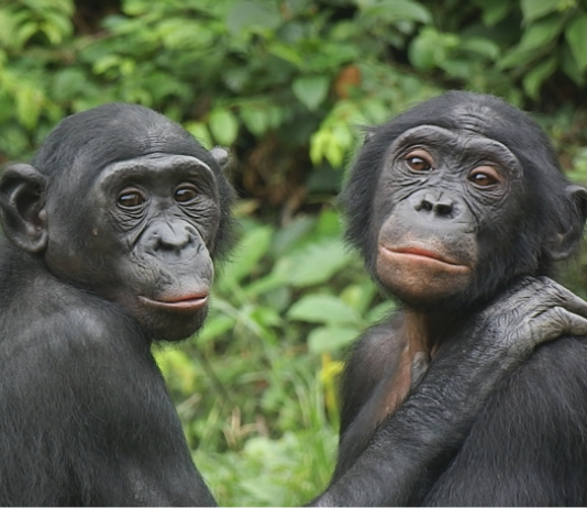 Environnement: saisie au Zimbabwe d’une escorte de 32 singes provenant de la RDC, faute de permis de transit