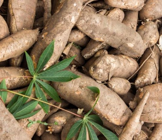 RDC: le gouvernement envisage la baisse des importations du blé pour valoriser la production locale du manioc