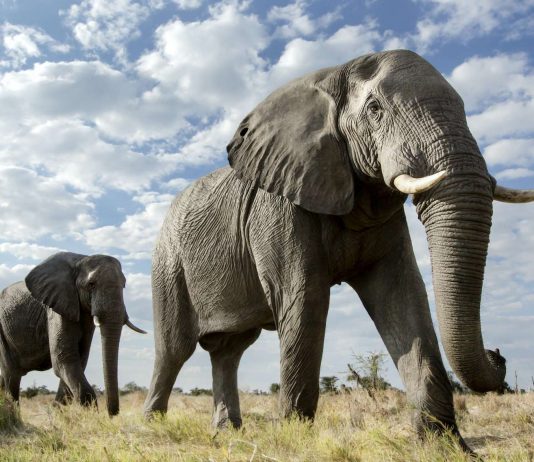 RDC-Ouganda: des chinois se lancent dans le commerce des pénis d’éléphants pour alimenter la médecine traditionnelle