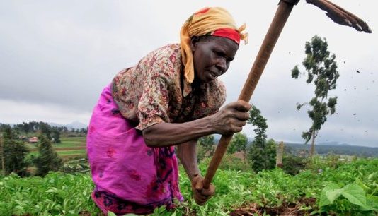 RDC-Relance des activités agroalimentaires poste covid: M’zinga Birihane sollicite un décaissement de 39,2 millions USD
