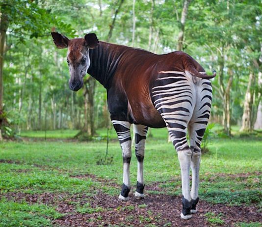 Ituri: les experts de l’ONU dénoncent l’envahissement de la réserve de faune à Okapis par des Chinois