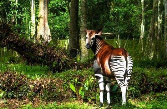 RDC : Eve Bazaiba compte organiser les états généraux de l’environnement