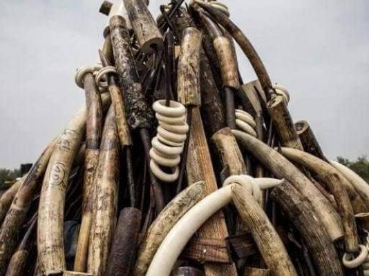 Nord-kivu : l’ICCN annonce l’arrestation à Butembo d’un trafiquant d’ivoire