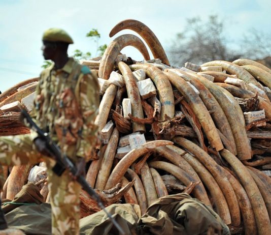 RDC: les USA compte appuyer la lutte contre la commercialisation et les crimes fauniques