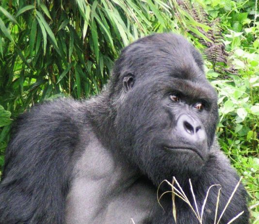 RDC/tourisme: le Rwanda entame la paie de la redevance touristique liée aux familles des gorilles vivant sur son sol