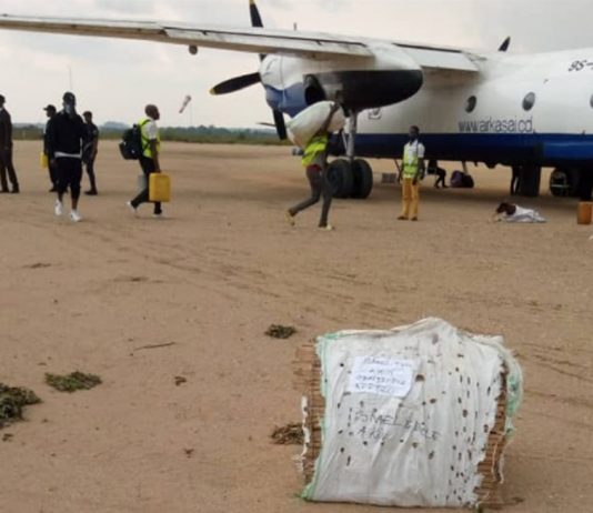 RDC: saisie à l’aéroport de Lodja d’un colis contenant 60 perroquets gris