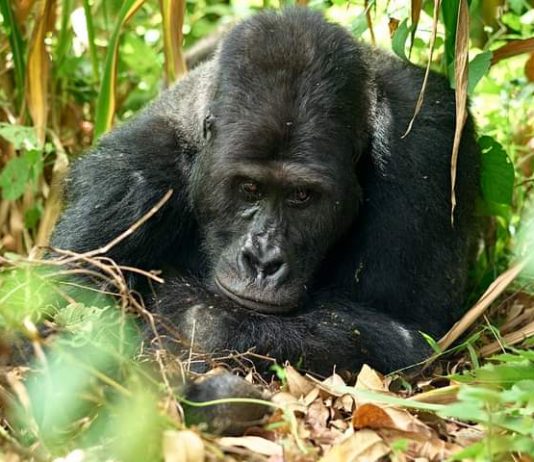 Parc National de Kahuzi-Biega: âgé de 35 ans, le gorille “Mugaruka” est mort