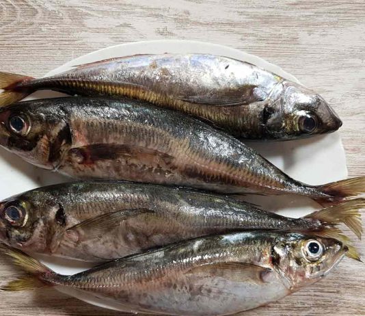 RDC-festivités de fin d’année : 27 milles tonnes des poissons chinchards du gouvernement bientôt sur le marché