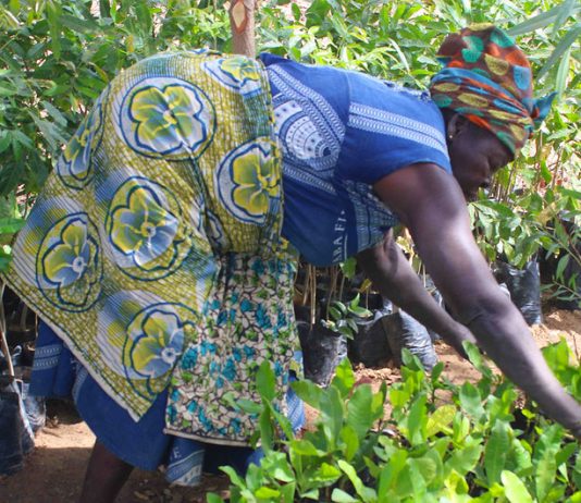Cop26: 575 millions $ des bailleurs pour aider les agriculteurs africains assiégés