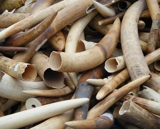 RDC : Un réseau des congolais trafiquant des espèces sauvages arrêté au Etats Unis