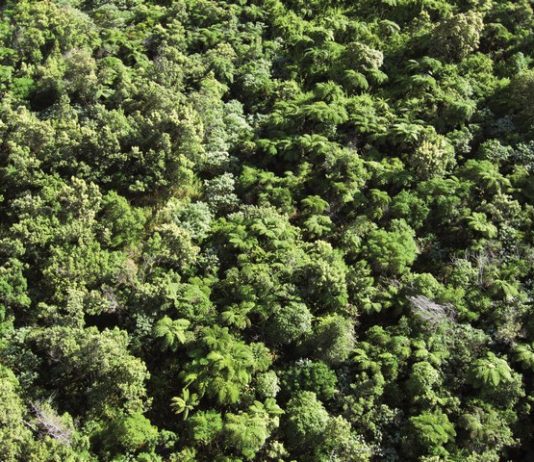 RDC: le Cenadep salue l’admission par la Banque mondiale du Programme de Réduction des Émissions du Maï-Ndombe dans le fonds carbone