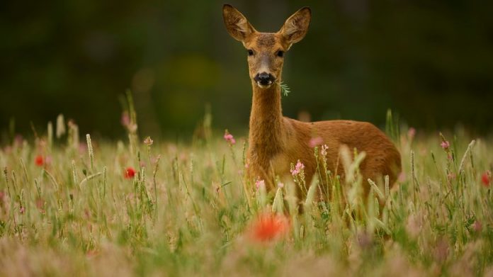 870x489_faune_sauvage_-_cedric_champetier_-_getty