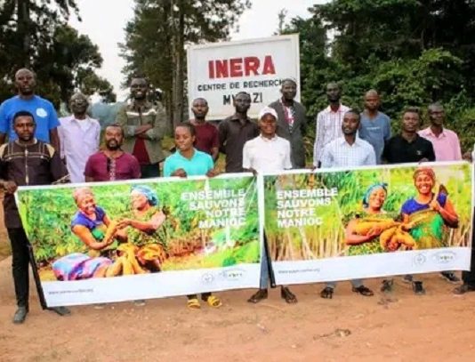 Kongo-central: bientôt la campagne de sensibilisation sur les maladies virales du manioc
