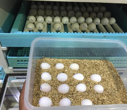 RDC: la société Eggs For Congo veut créer un abattoir industriel dans la commune de la N’sele