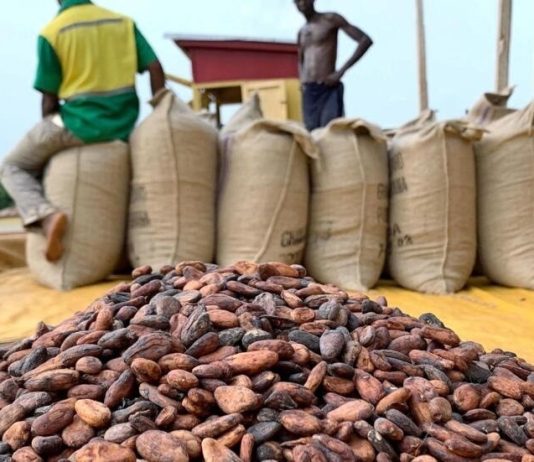 Tshopo : la RDC mise sur le cacao et le café pour devenir un géant agricole mondial