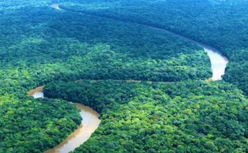RDC : Afrewatch consolide les propositions de révision du Code forestier